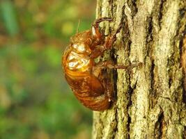muta cicala su un' albero. cicale vita ciclo nel natura foresta. insetto larva foto