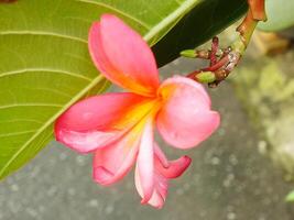 bellissimo rosa frangipani fiore o plumeria fioritura a botanico giardino con fresco gocce di pioggia su esso. tropicale terme fiore. foto