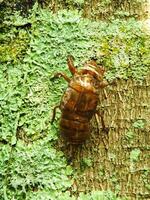 muta cicala su un' albero. cicale vita ciclo nel natura foresta. insetto larva foto