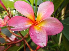 bellissimo rosa frangipani fiore o plumeria fioritura a botanico giardino con fresco gocce di pioggia su esso. tropicale terme fiore. foto