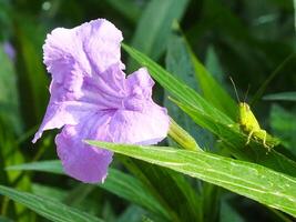 mattina luce del sole, bellissimo scenario di un' viola fiore e un' piccolo cavalletta prendere un' riposo su un' foglia a il botanico giardino. macro fotografia. vicino su. foto