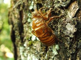 muta cicala su un' albero. cicale vita ciclo nel natura foresta. insetto larva foto