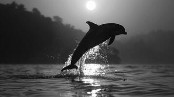 giocoso delfino, un' del delfino silhouette saltare su di il acqua foto