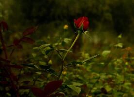 bellissimo fioritura fiore nel giardino foto