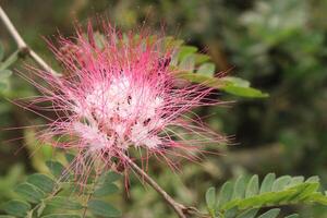 Calliandra ematocefalia foglia pianta su azienda agricola foto