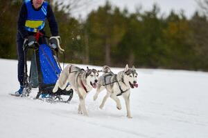 corse di cani da slitta husky foto