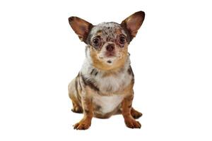 Grasso corto dai capelli Marrone chihuahua cane con grande orecchie isolato su bianca sfondo carino chihuahua cane foto