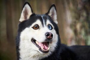 siberiano rauco cane con enorme occhi, divertente sorpreso rauco cane con confuso grande occhi, eccitato cagnetto foto