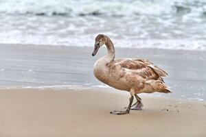 giovane cigno di colore marrone che cammina dal Mar Baltico, primo piano foto