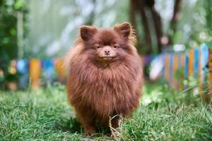 volpino spitz Marrone cane nel giardino foto