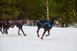 in esecuzione doberman cane su slitta cane da corsa foto