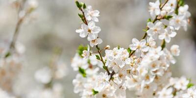 bianca prugna fiore, bellissimo bianca fiori di prunus albero nel città giardino, dettagliato prugna ramo foto