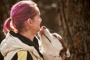 siberiano rauco cane baci donna con rosa capelli, vero amore di umano e animale domestico, divertente incontrare foto