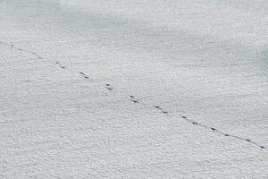 uccello impronte e tracce su bianca neve, avvicinamento foto