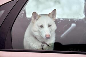 cane da slitta husky in auto, animale domestico da viaggio foto