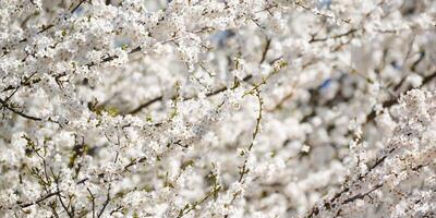 bianca prugna fiore, bellissimo bianca fiori di prunus albero nel città giardino, dettagliato prugna ramo foto