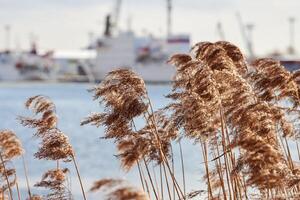 steli di canna secca sulle rive del fiume, fondo industriale foto