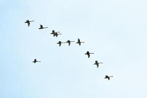 stormo di uccelli, cigni che volano nel cielo blu in formazione a v foto