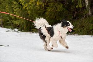 corsa sportiva per cani da skijoring foto