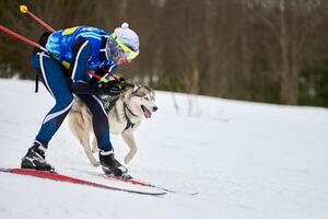 corsa sportiva per cani da skijoring foto