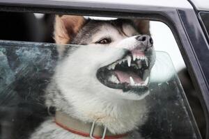 cane da slitta husky in auto, animale domestico da viaggio foto