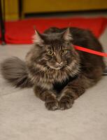 giovane Maine coon con un' rosso sfondo 1 foto