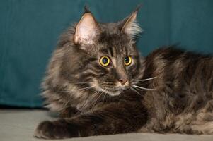 Maine coon bugie su il pavimento su un' verde sfondo 4 foto