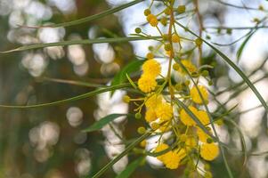 bellissimo luminosa giallo peloso mimosa fiori avvicinamento. fioritura mimosa albero nel presto primavera onde su vento. soleggiato primavera giorno 1 foto