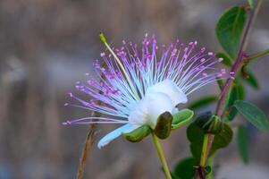 il pianta è migliore conosciuto per il commestibile fiore mini cuffie . bellissimo dettagli di un' cappero fiore 1 foto