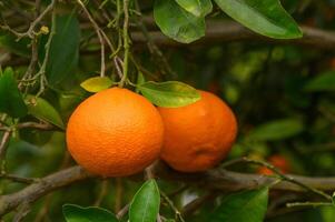 mandarini in crescita su rami con verde le foglie nel soleggiato fruttificazione giardino. foto