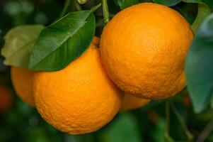 arancia giardino con arance nel primavera. alberi con frutta. 13 foto