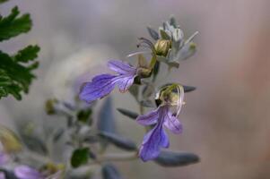 viola decorativo fiori nel inverno nel Cipro 2 foto