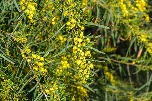 giallo mimosa fiori. vicino su. molla, Da donna giorno, Pasqua saluto carta. natura sfondo 4 foto