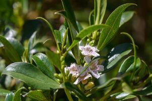 bianca tropicale fiori fioritura su il strada nel Cipro 1 foto