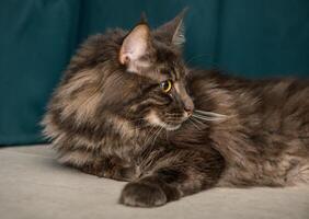 bellissimo giovane Maine coon con un' verde sfondo foto