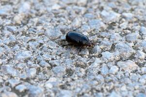 un' scarafaggio striscia su il asfalto foto