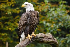 foto Calvo aquila arroccato maestosamente su albero