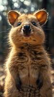 incantata sguardo. un' quokka curiosità nel il d'oro foresta leggero foto