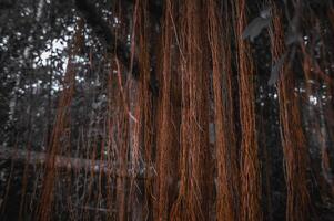 il radici diffusione a partire dal il superiore di il albero quale guardato pauroso e orribile foto