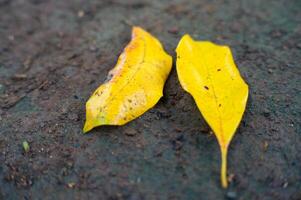 secco asciutto le foglie quello siamo vecchio e di per autunno foto