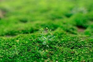 piccolo verde impianti tra molte di muschio foto