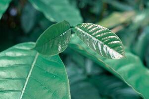 verde caffè frutta le foglie avvicinamento foto