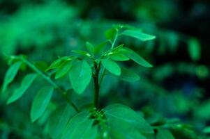 vicino su di estetico verde foglie, macro foto