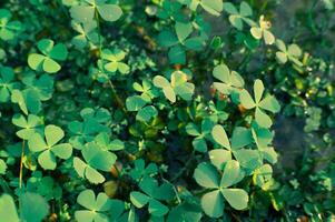 vicino su di un' mazzo di verde trifoglio nel il acqua, macro foto