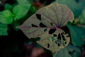 verde le foglie danneggiato di parassiti e bruchi per il punto di fori foto