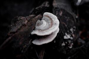 bianca fungo quello cresce su caduto albero carcasse foto