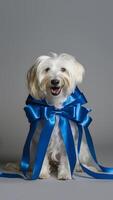 affascinante bianca cane ornato con festivo blu nastri e arco su grigio fondale verticale mobile sfondo foto