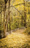 percorso nella foresta di autunno foto