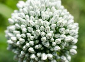 aglio fiori avvicinamento foto