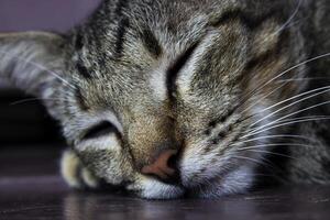 il capelli corti grigio gatto addormentato sonoramente su il pavimento. foto